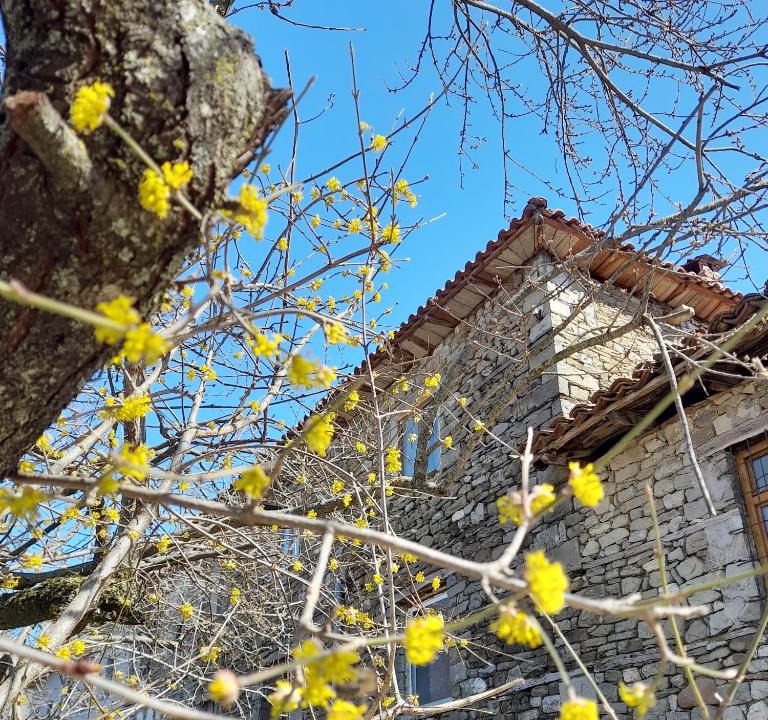 Tirana House | Bujtina Tusha