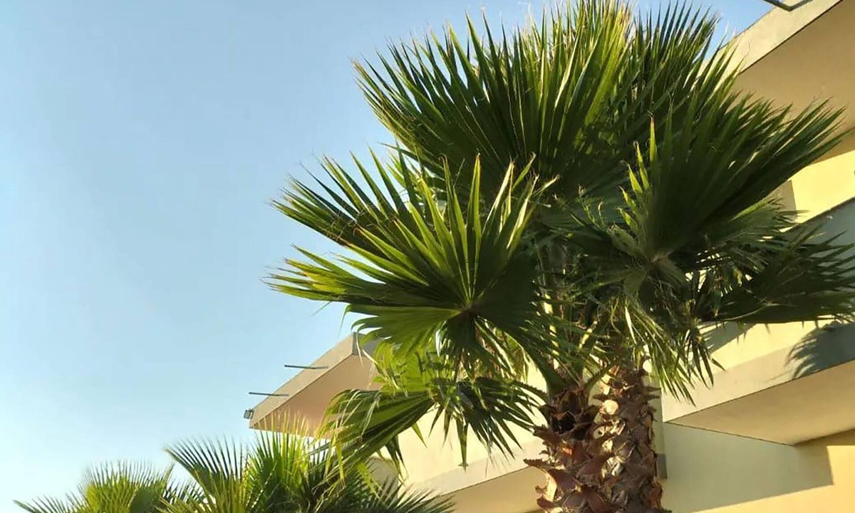 Kryevidh Hotel | Hotel Jaho