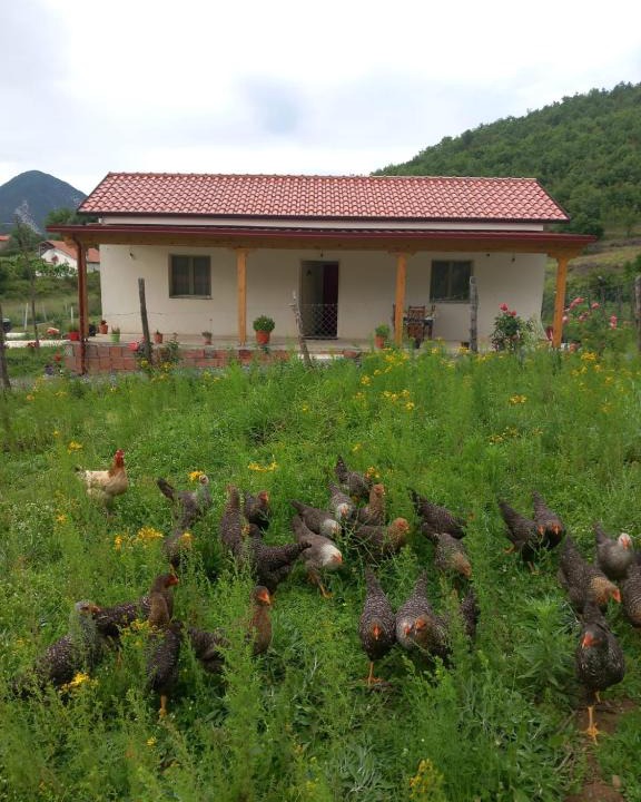 Sakës House | Shpija E AMEL (Sweet Guest House)