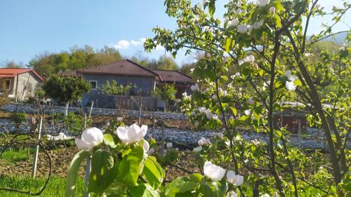 Sinje Apartment | Spring Village Home