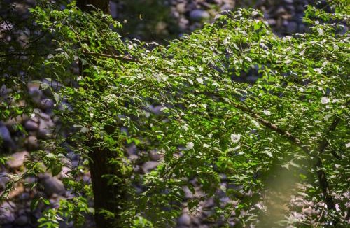 Rade Resort | Bregu Village Spa