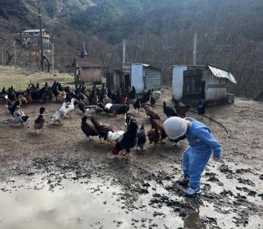 Sakës Cabin | Bujtina Kulla me Shqiponje