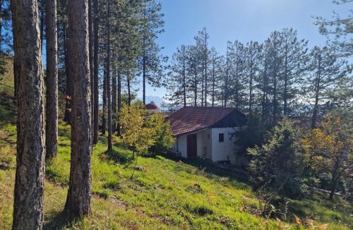 Elbasan Hostel | Bujtinat Skenderi Gjinar