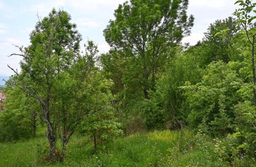 Prevalla Other | Cottage Kitka