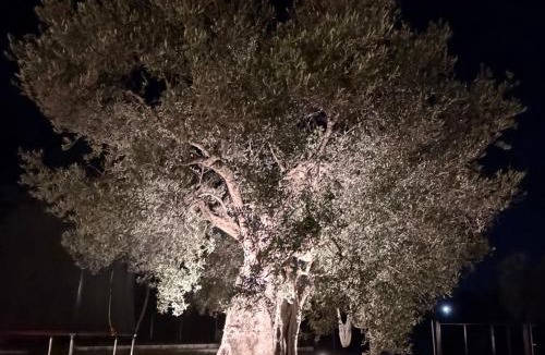 Makri House | Elaia Luxury Stay