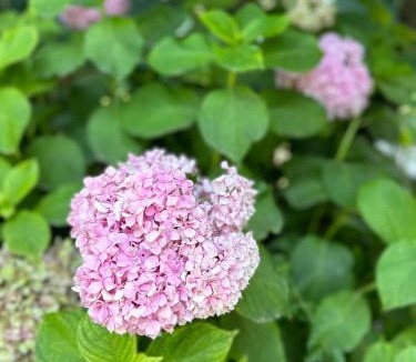 Orikum House | Flower's Home