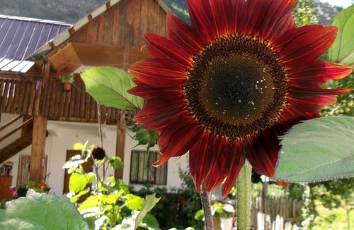 Theth House | Guesthouse Lola