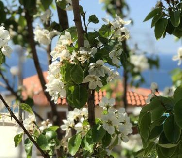 Piqeras House | Holiday Home Ali