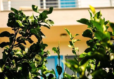 Radhime House | Hotel Dini