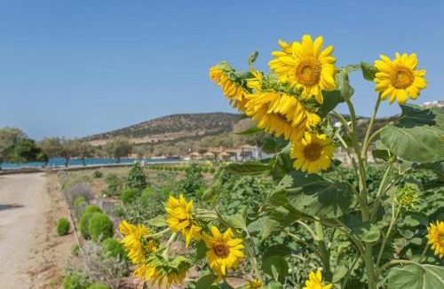 Paros Villa | seaside Villa Glyfa Paros