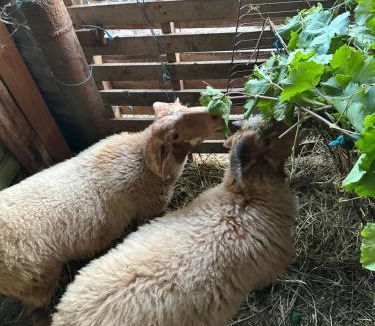 Molos House | Te Nana's Farm