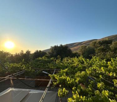 Molos House | Te Nana's Farm