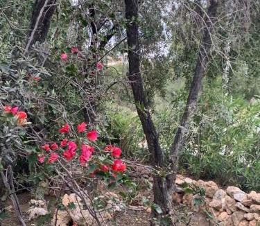 Pefkos House | Villa Bellina