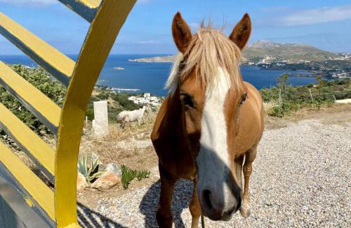 Drymonas Villa | VILLA NOVA Leros