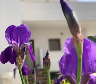 Vlore Bed & Breakfast | Villa Rreze Dielli