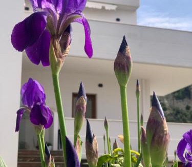 Vlore Bed & Breakfast | Villa Rreze Dielli