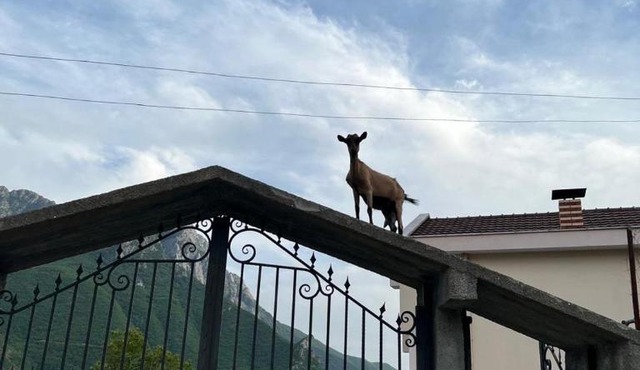 Bujtina Merturi in Bajram Curri