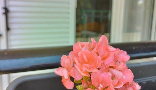 Nice and cozy A 2-room apartment 45sq.m. in a peace full area/Pet friendly in Ανατολικός Συνοικισμός Καλαματα
