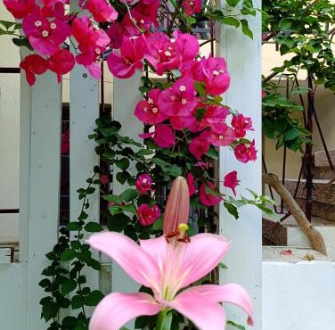 Hermes Trykonos Garden Thessaloniki - Central Oasis with free parking