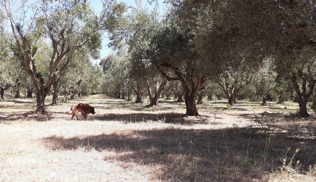 Traditional Greek Villa with in 15.000 sq. meters of trees and grass in Amaliada