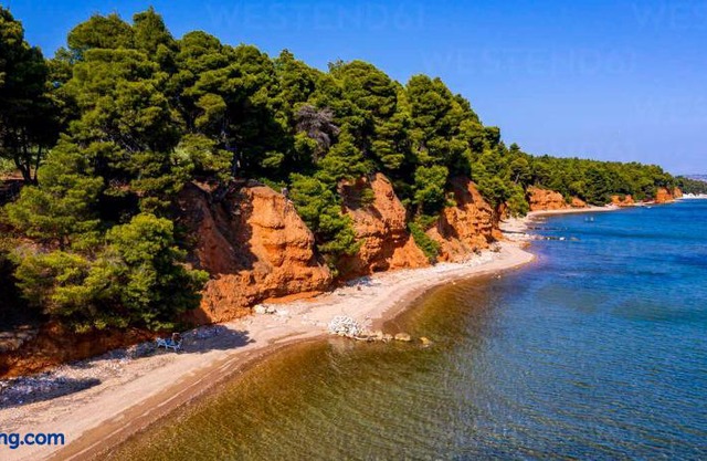 Metamorfosi pine forest view