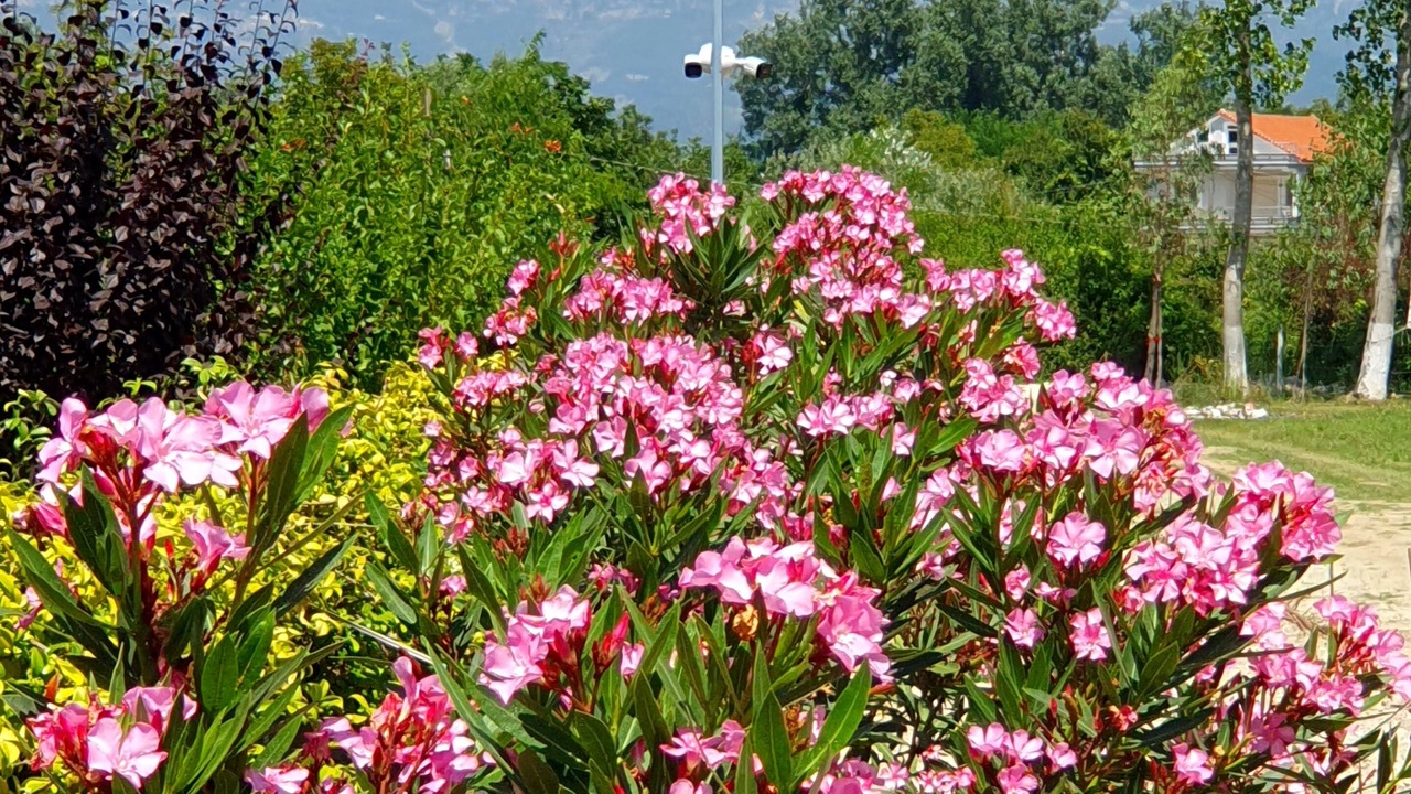 Photo of Outdoor in Nikel
