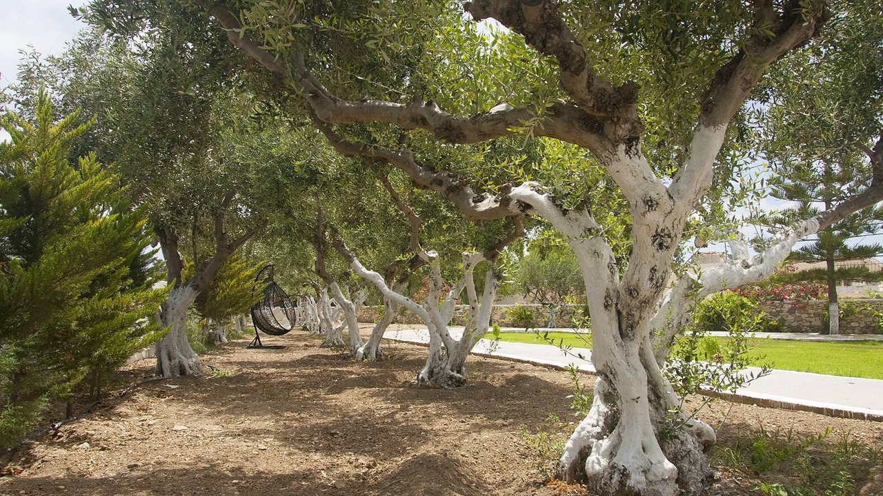 Photo of Outdoor in Parikia