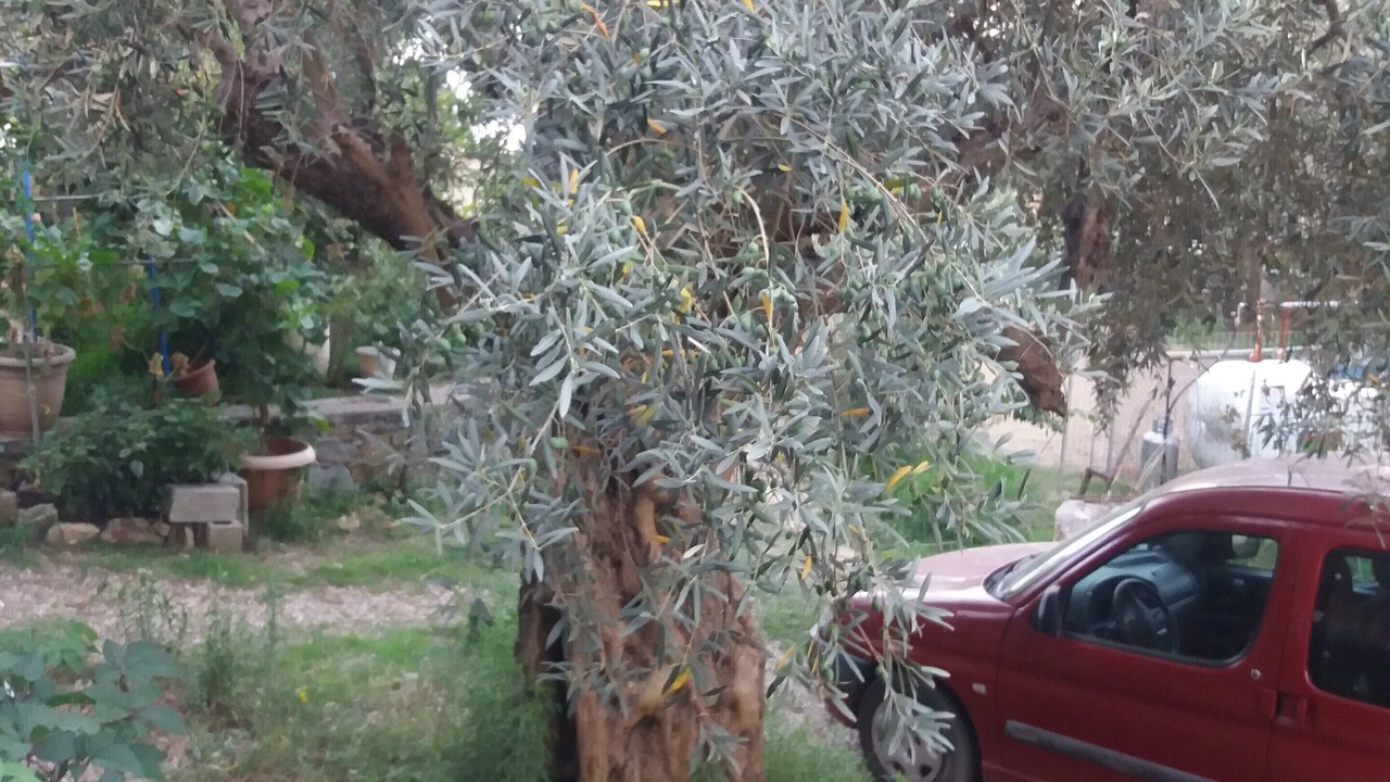 Photo of Outdoor in Marpounta