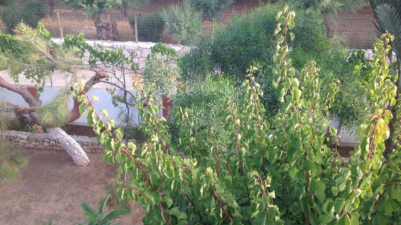 Photo of Outdoor in Sitia