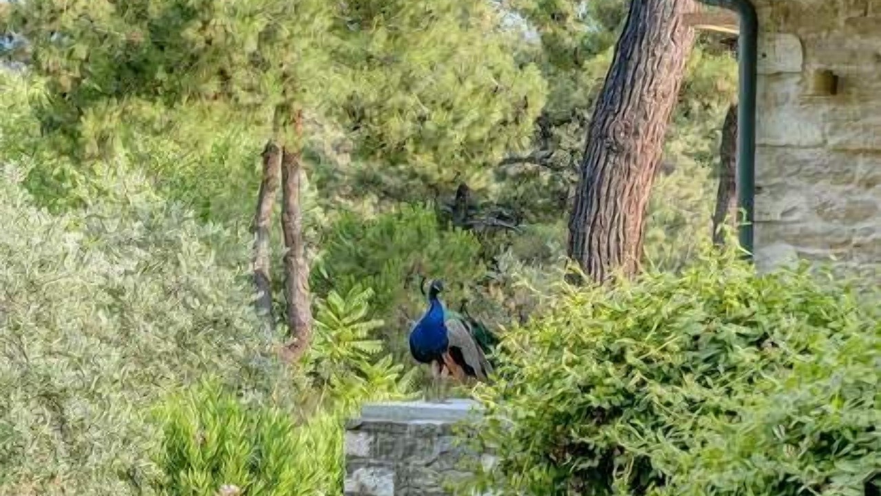 Photo of Outdoor in Makriammos