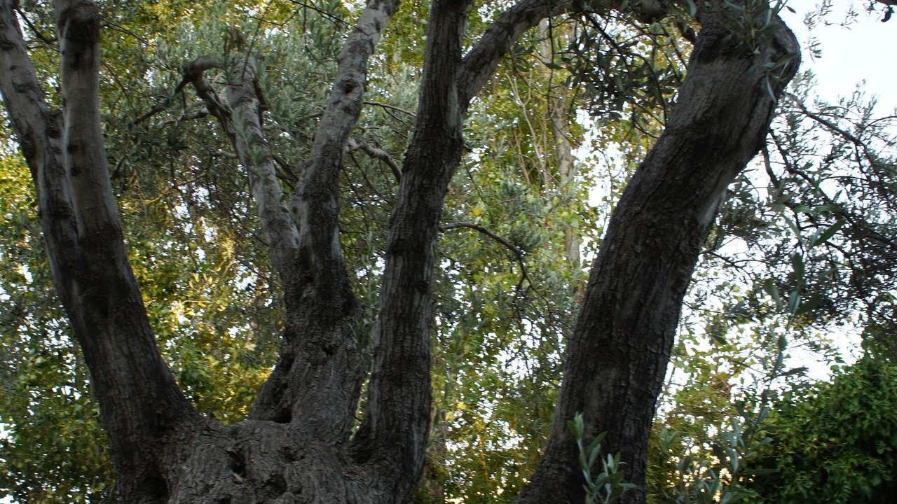 Photo of Outdoor in Sifnos