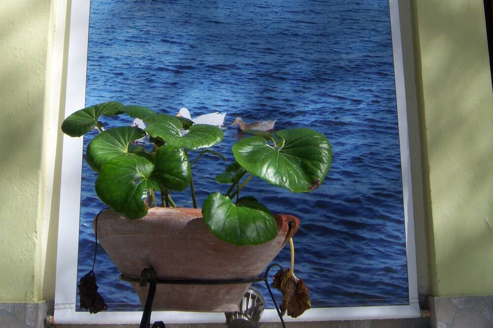 Photo of Others in Mytilene