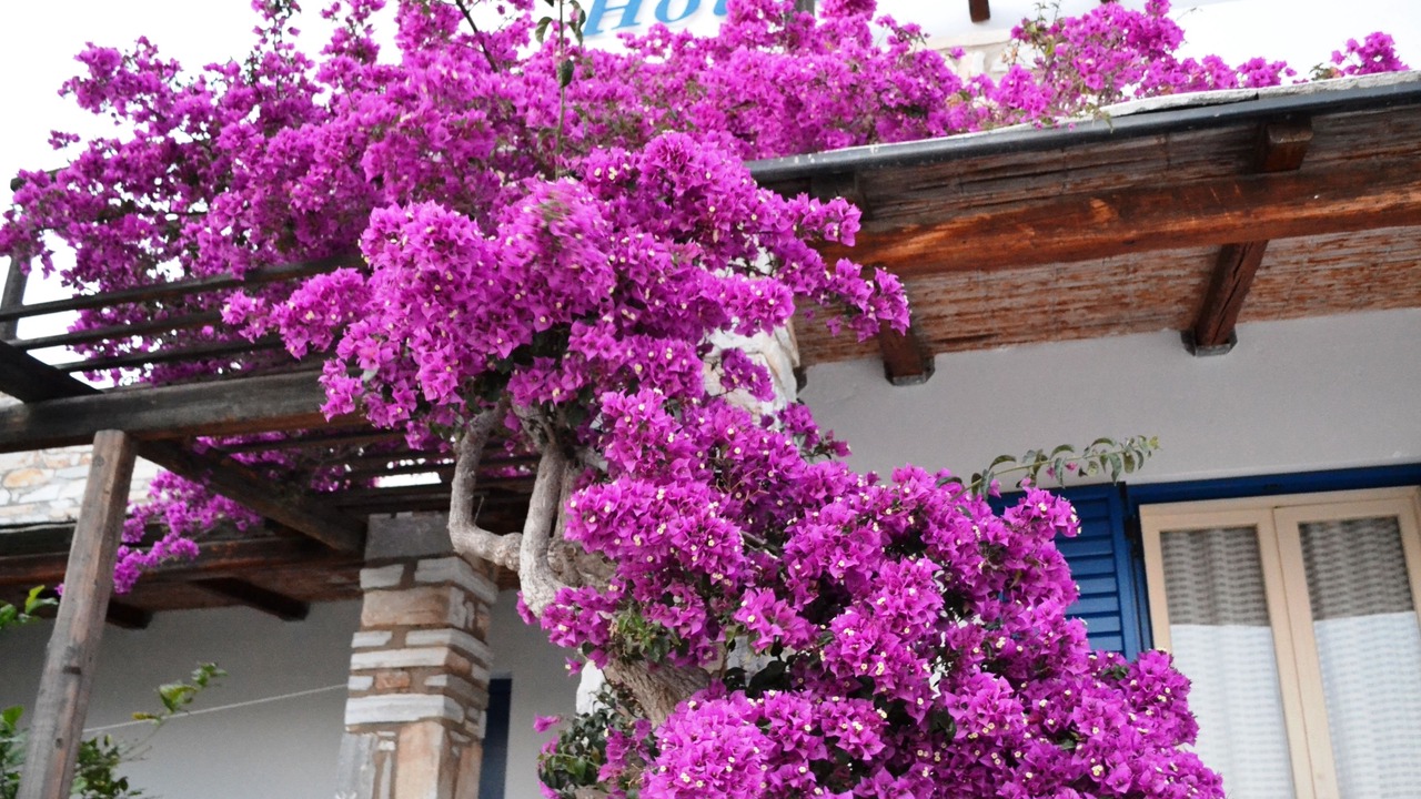 Photo of Outdoor in Ios Town