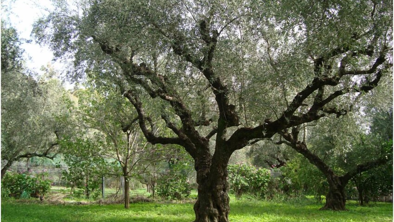 Photo of Outdoor in Laganas