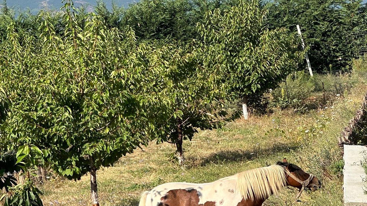 Photo of Outdoor in Diber