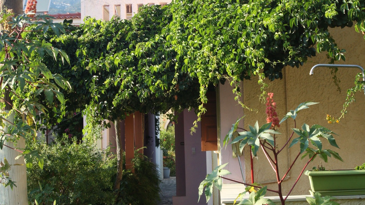 Photo of Outdoor in Kampos Marathokampou