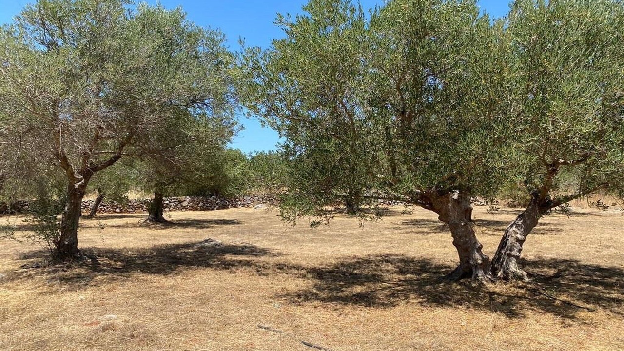 Photo of Outdoor in Apokoronas