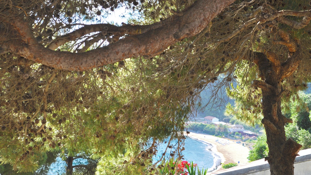 Photo of Others in Parelia