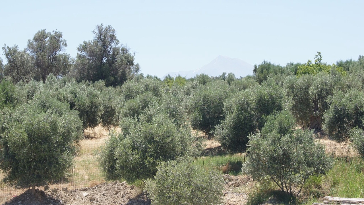 Photo of Others in Rethymno