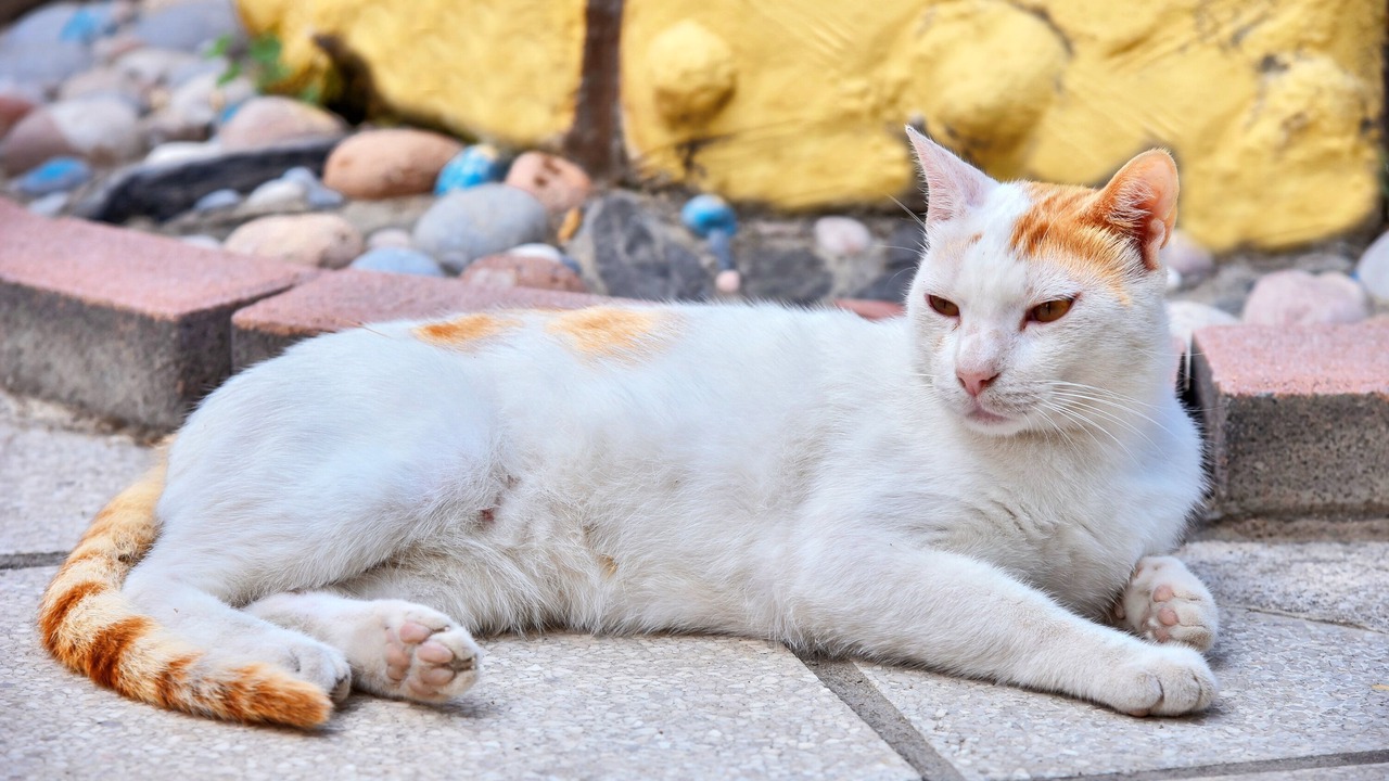 Photo of Others in Gazi