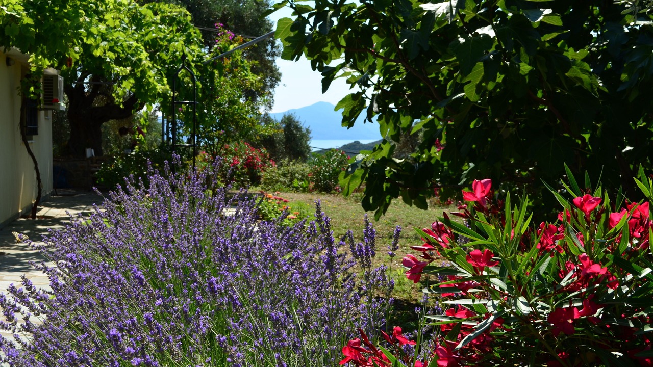 Photo of Outdoor in Skiathos