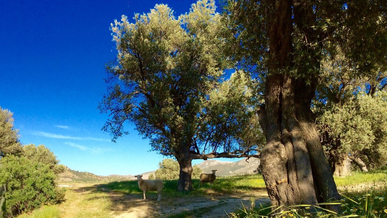 Photo of Outdoor in Sivas