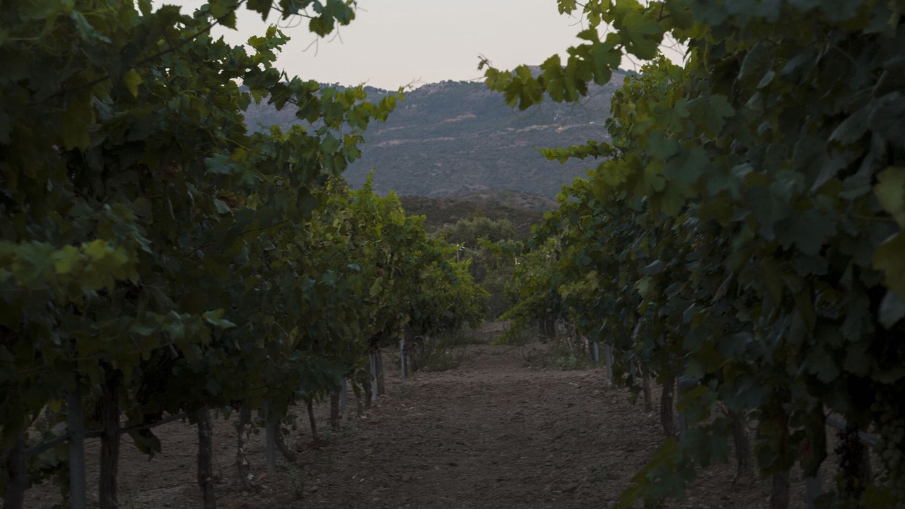 Photo of Outdoor in Volissos
