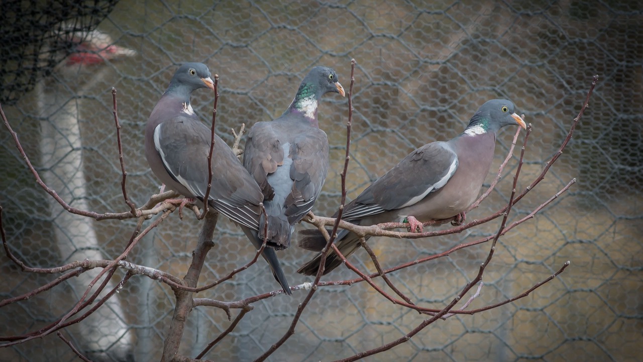 Photo of Others in Konitsa
