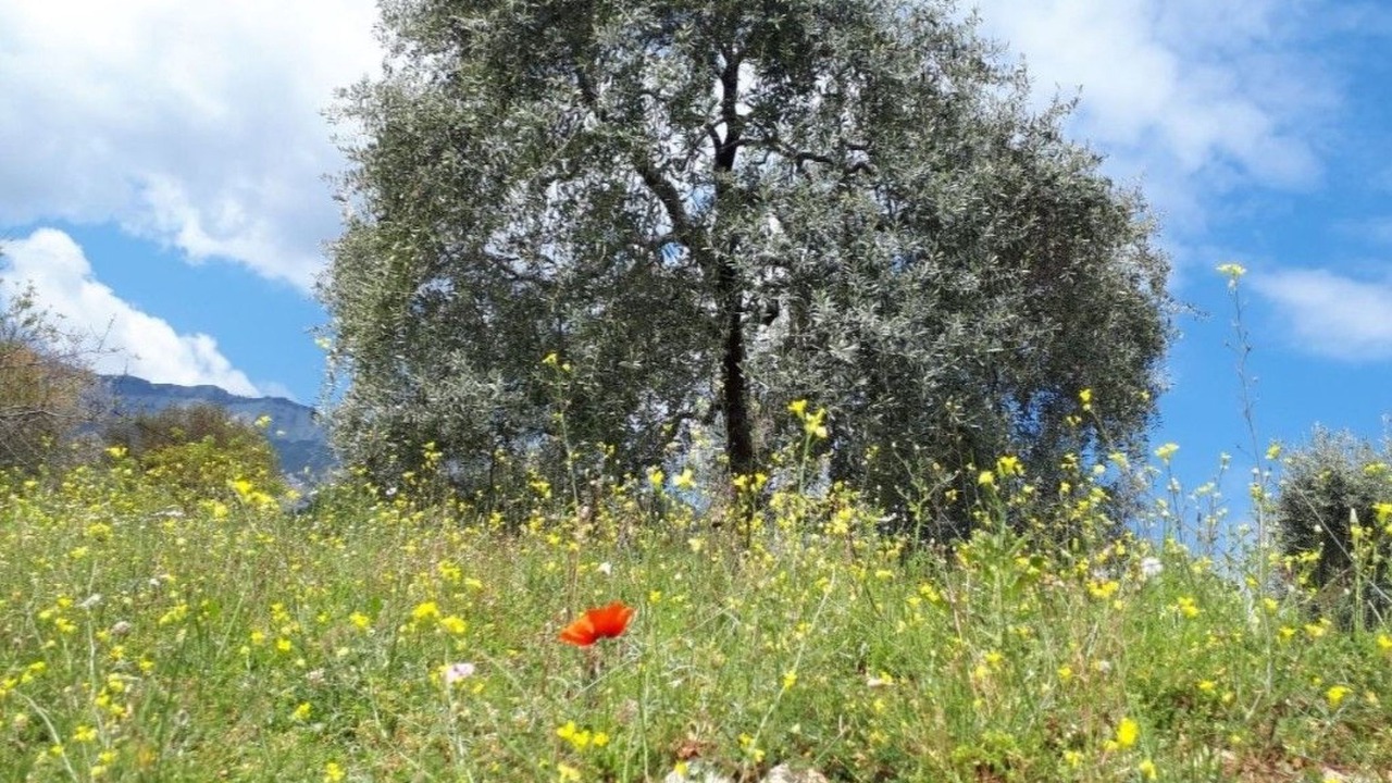 Photo of Others in Skala Potamias