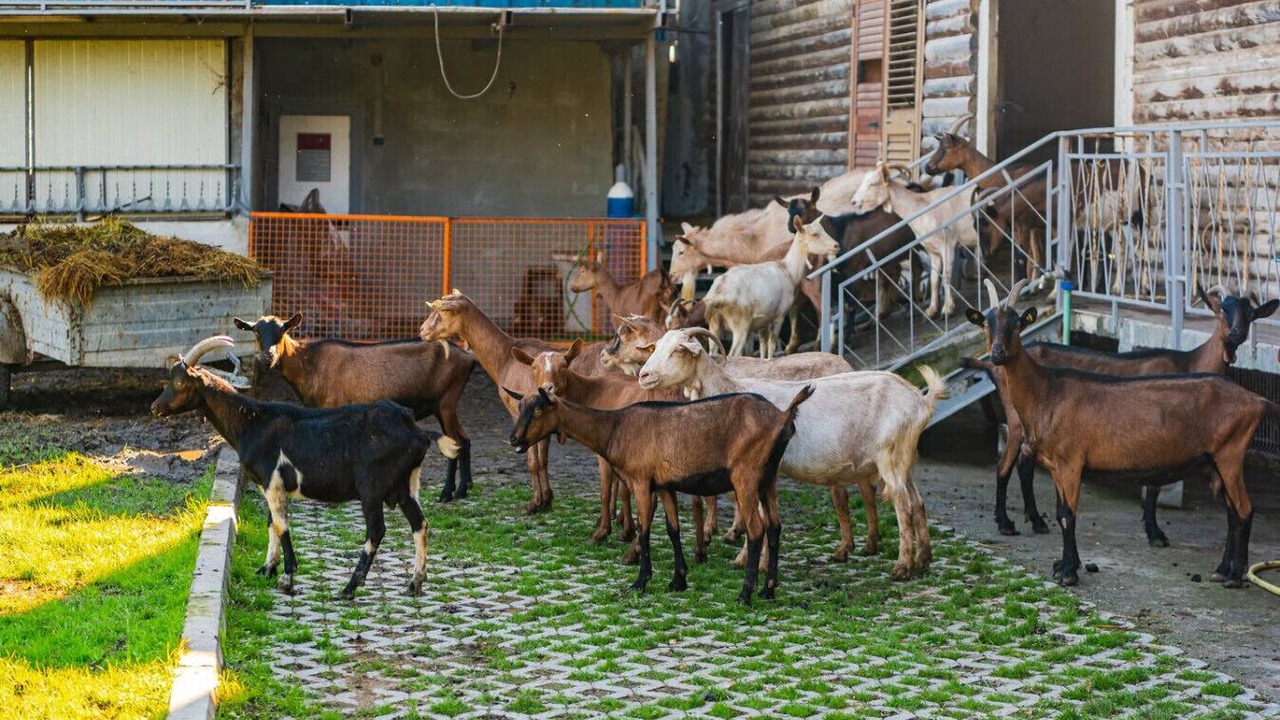 Photo of Others in Qerek