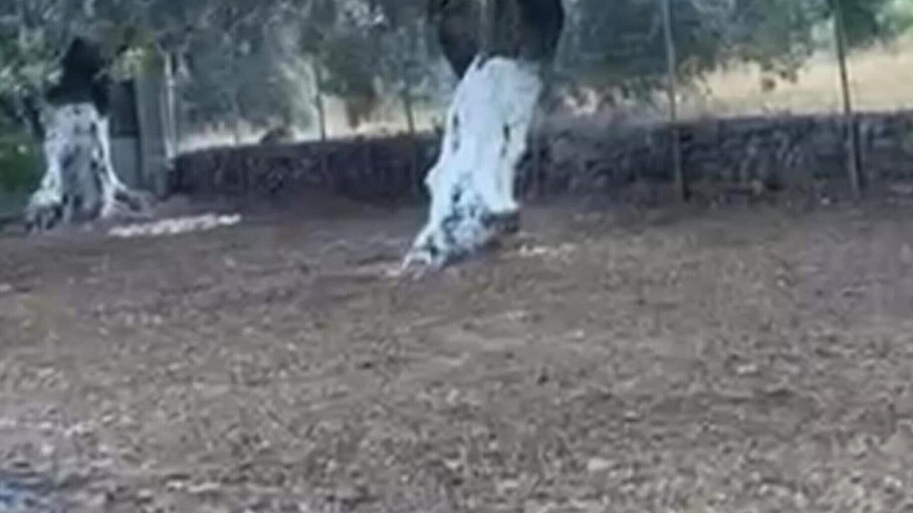 Photo of Others in Sfinari