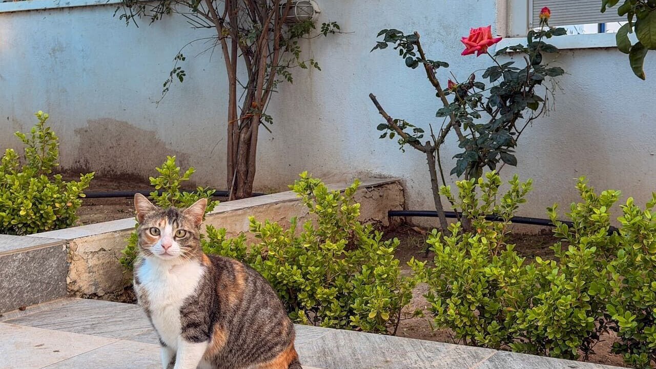 Photo of Outdoor in Loutra Oraias Elenis