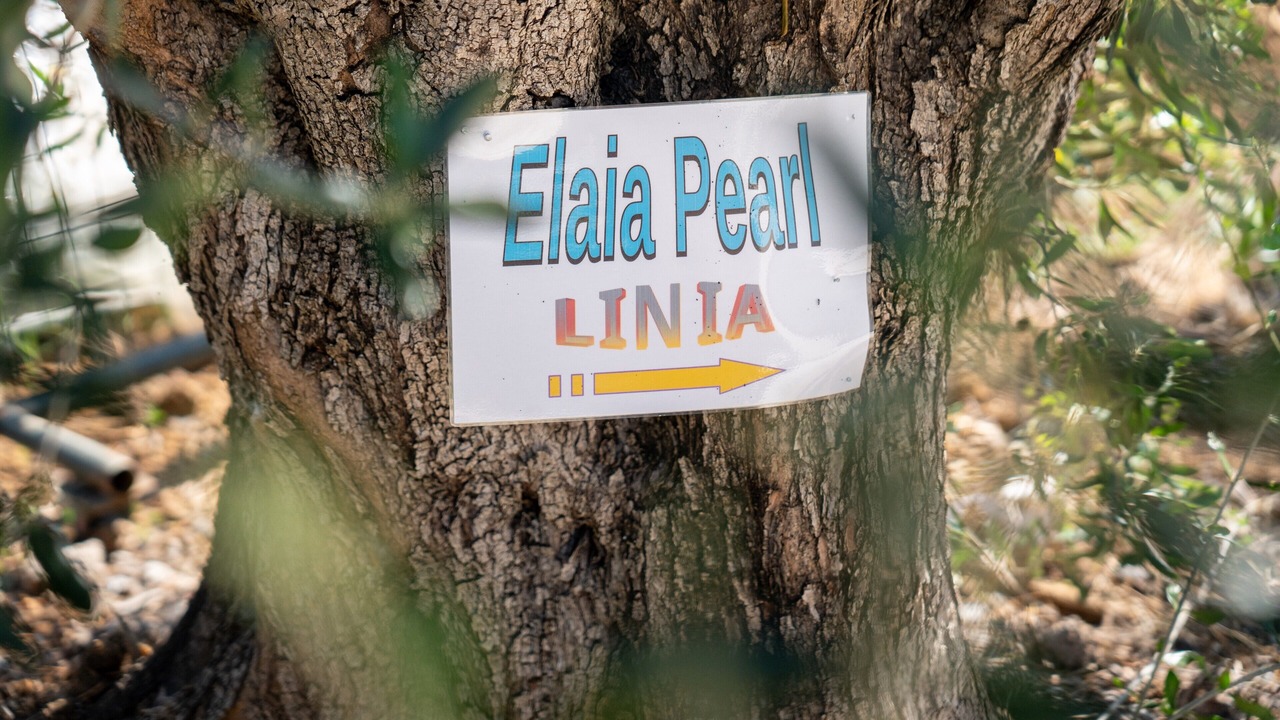 Photo of Others in Linia