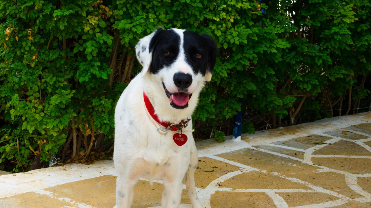 Photo of Outdoor in Aegina Town